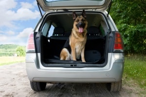 Hundetransportbox in einem Test mit anderen Modellen vergleichen