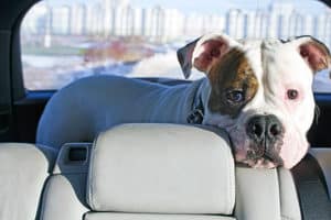 In einem Lederpflege-Test sollten die Vor- und Nachteile der Produkte untersucht werden.