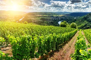 Bei einem Refraktometer-Test im Weinbau ist Präzision gefragt.