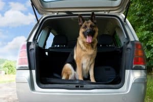 Mit einer Hunderampe aus dem Test kommt ihr Liebling leichter in den Kofferraum.