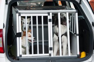 In einem Hunderampen-Test erfahren Sie, welches Modell sich für Ihren Vierbeiner eignet.