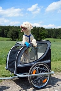 Bei einem Hundefahrradkorb-Test sollten Sie u. a. auf Materialien und Belastbarkeit achtn.