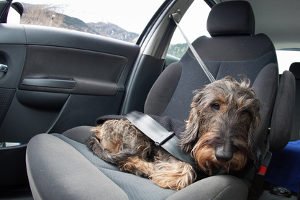 Ob sich für Polstermöbel auch ein Innenraumreiniger für das Auto eignet, können Sie in einem Test erfahren.