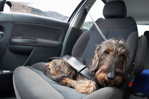 Innenraumreiniger für das Auto aus dem Test lassen sich auch für Polstermöbel verwenden.