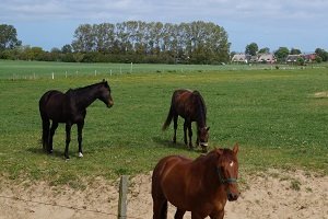 Im Reithelm-Test erfahren Sie, wie gut die einzelnen Produkte abschneiden.
