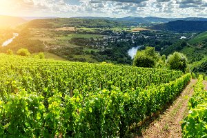 Bester faltbarer Bollerwagen: Ein treuer Begleiter auch auf Feldwegen - allerdings nicht ganz billig.