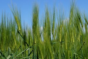 Wir erklären, was Sie beachten müssen, wenn Sie Streuwagen einem Test unterziehen möchten.