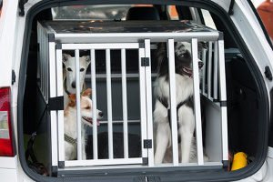Ein Hundegitter fürs Auto zu kaufen, kann die Sicherheit Ihres Tieres beim Autofahren erhöhen.