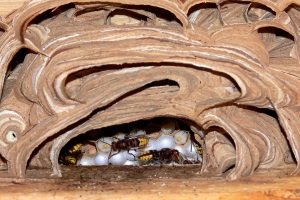 Wie finden Sie die beste Wespenfalle?