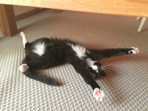 Was treibt Ihr Tier daheim? Eine Überwachungskamera kann beim Test unbemerkt das Treiben in Ihrer Wohnung aufzeichnen.