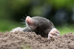Eigentlich ganz niedlich: Mit einem Maulwurfschreck wollen trotzdem viele dieses kleine Tierchen loswerden.