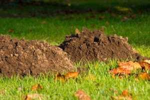 Solar-, Mini- oder Batterie-Maulwurfschreck: Wer vorsorgt, braucht nichts davon.