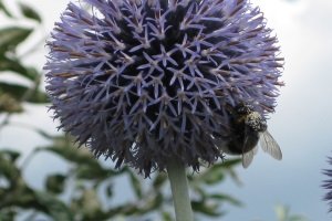 Achten Sie beim Kauf einer Wespenfalle auf den Inhalt, der mitgeliefert wird.