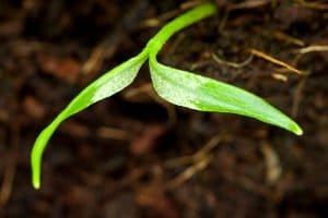 Entscheiden Sie selbst, welches Ihr Testsieger-Gewächshaus wird
