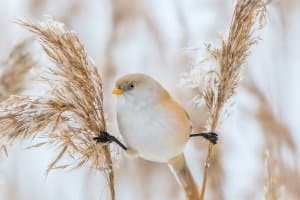 Ein gutes Vogelhaus lockt Vögel aller Art an.