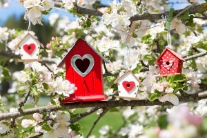 Wir stellen Vogelhäuschen in unserer „Test & Vergleich“-Kategorie vor.