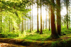 Wenn Sie einen Nistkasten aus Holz kaufen, sollten Sie diesen nicht in die pralle Sonne hängen.