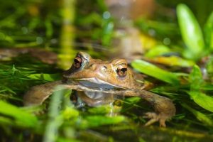 Stehpaddeln ist auch Naturerfahrung. Daher sollte das SUP-Paddel im eigenen Testbericht eine gute Figur machen, damit die Freude lang erhalten bleibt.
