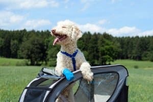 Ein gutes Hundgeschirr sollte im Test zuhause den Hund weder rutschen noch einengen.