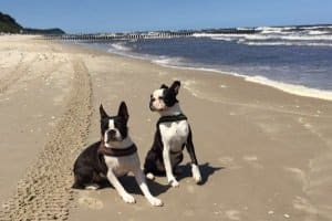 Welches Modell persönlicher Testsieger in Sachen Hundegeschirr wird, hängt auch von den Vorlieben der Vierbeiner ab.