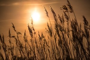 Ein Moosentferner, der einen Vergleich mit anderen Produkten gewinnt, sollte unschädlich für die Umwelt sein.