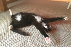 Katzenschreck: Ihr persönlicher Testsieger sollte ein Gerät sein, das den Tieren keinen Schaden zufügt.