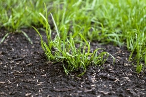 Bester Bodenaktivator gesucht? Ihren persönlichen Testsieger müssen Sie auf Ihren Gartenboden abstimmen.