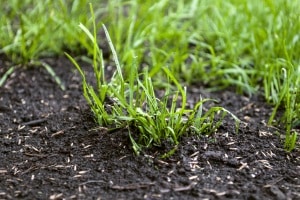 Selbst der beste Vertikutierer schadet dem Rasen, wenn er nicht richtig verwendet wird.