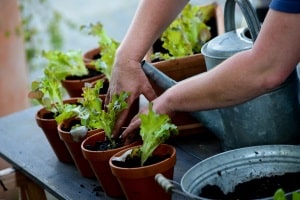 Wenn Sie nicht so viel Wert auf das Aussehen legen, können Sie einfache Plastikblumentöpfe kaufen, die gleichzeitig die Pflanztöpfe sind.
