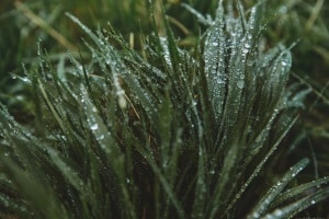 Die beste Grasschere ist an die Anforderungen in Ihrem Garten und an Ihre Bedürfnisse angepasst.