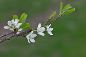 Heckenscheren sollten im persönlichen Test einem Belastungstest standhalten und auch dicke Äste sauber durchtrennen.