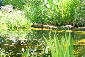 Bester Algenentferner: Für Teiche sollten Sie am besten auf biologische Reiniger zurückgreifen.