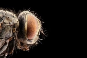 Bester Insektenentferner für das Auto: Im Ratgeber erfahren Sie, wie Sie ihn finden.