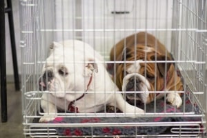 Auch eine Alu-Hundetransportbox ist faltbar. In Ihrem Test werden Sie jedoch feststellen, dass sie sich besser für den Autotransport eignet.