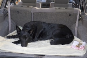 Statt eine normale Decke zu benutzen, sollten Sie lieber eine richtige Hundedecke fürs Auto kaufen.