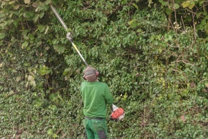 Elektrische Heckenschere im Eigen-Test: Der Akku gehört nicht immer zum Lieferumfang.